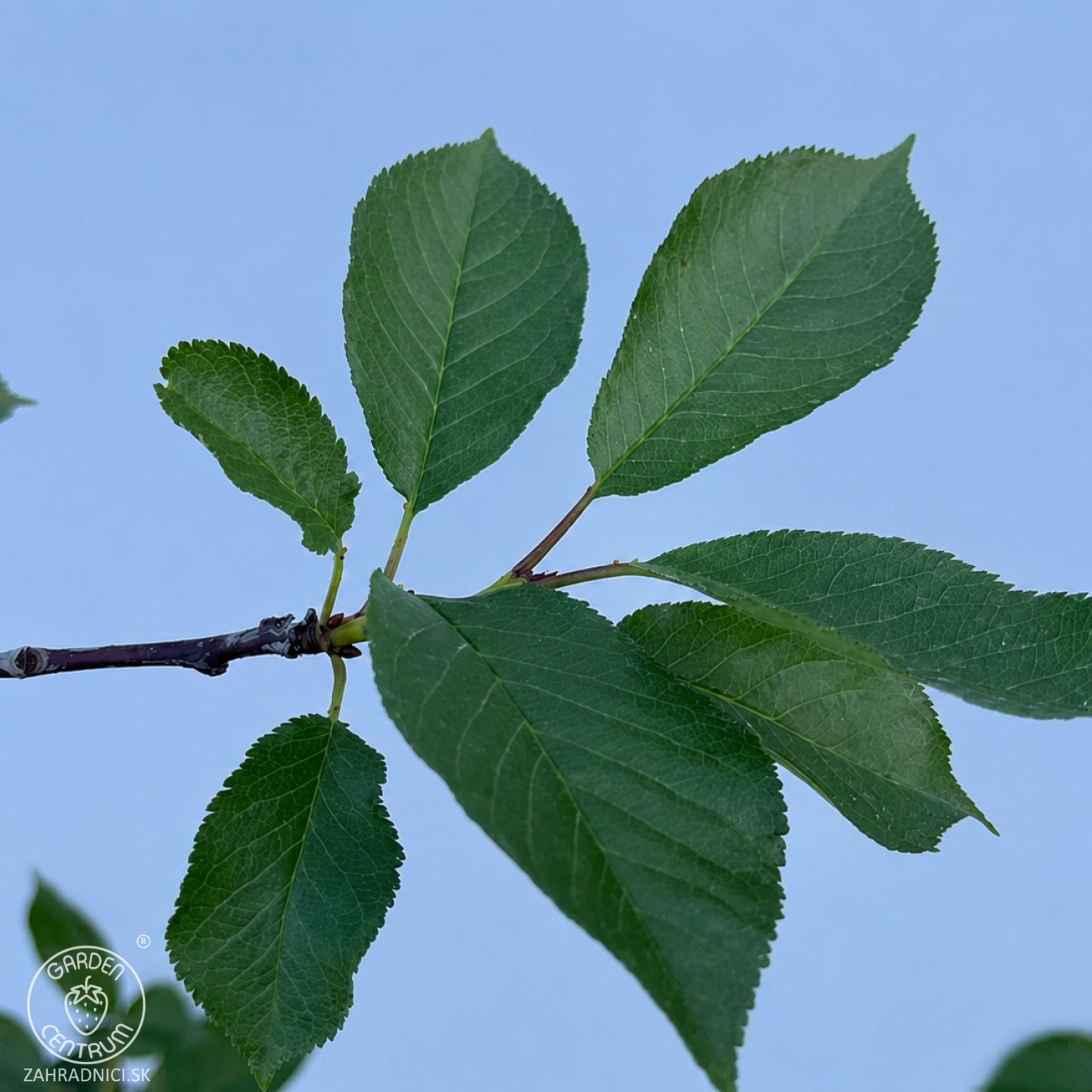 Obrázok Čerešňa-višňa DUO 2in1 (Prunus avium x cerasus) ´TAMARA´ + ´DEBRECINI BOTERMO´- výška 130-160 cm, kont. C5L